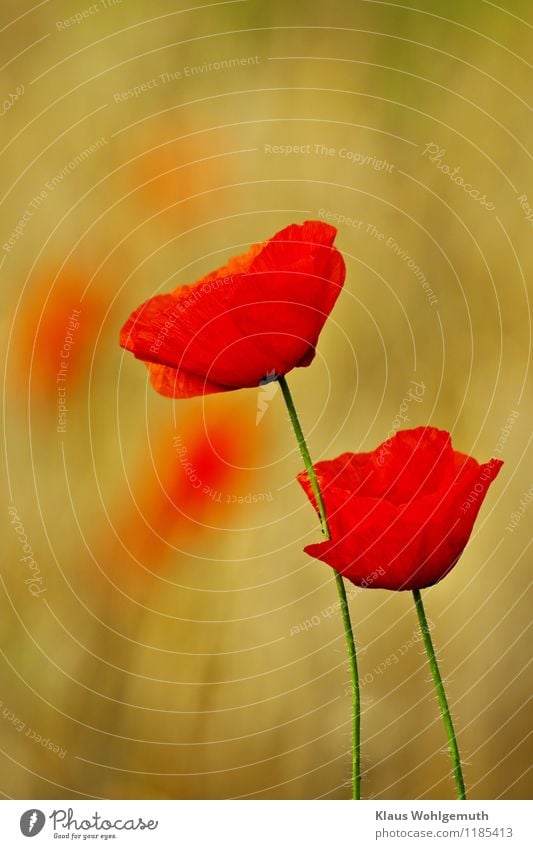 Augenweide Umwelt Natur Pflanze Frühling Sommer Blume Wildpflanze Klatschmohn Wiese Feld Blühend elegant Wärme gelb gold grün rot ruhig Farbfoto Außenaufnahme