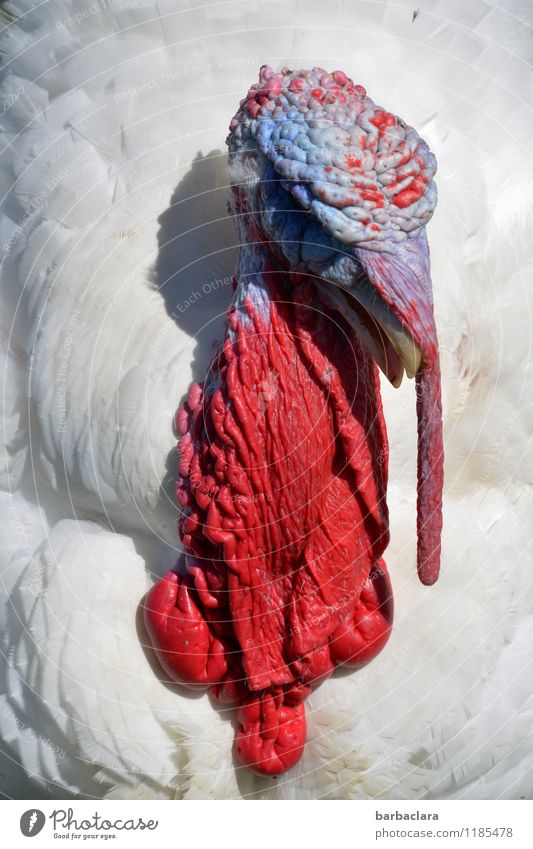 Bin ich schön? Tier Nutztier Pute Truthahn 1 Feder rot weiß ästhetisch bizarr exotisch Farbe Stolz Farbfoto Außenaufnahme Detailaufnahme Muster