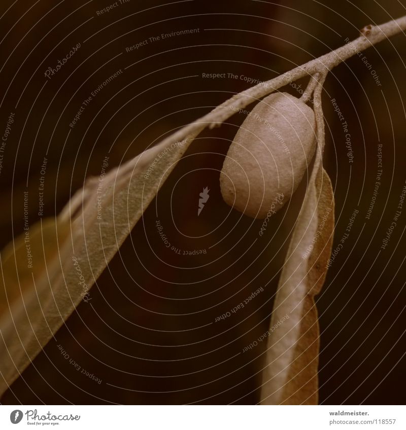 Zweig mit Beere Sträucher Blatt Samen Trauer Herbst grün braun Ast Zierstrauch Beeren Frucht verrückt Traurigkeit Tod Natur