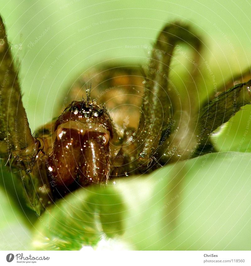 Einen schönen guten morgen : Blattspinne_02 Spinne Tier grün Wassertropfen Spinnennetz Insekt Nordwalde Angst Panik Makroaufnahme Nahaufnahme topfen