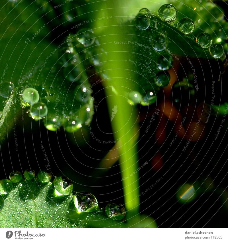 Tautropfen 3 Wassertropfen Klarheit frisch Sauberkeit rein Blatt grün glänzend Licht Morgen Gras durchsichtig Hintergrundbild Wiese Makroaufnahme Nahaufnahme