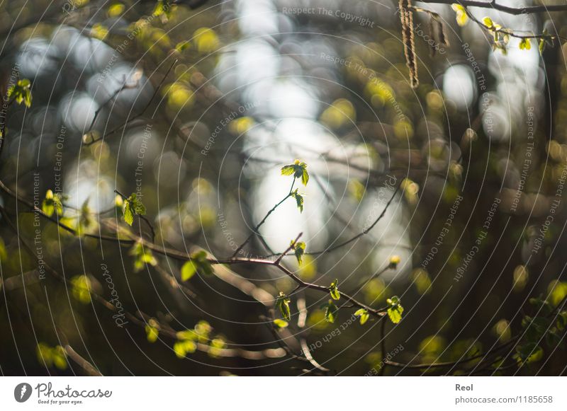 Frühling Natur Pflanze Urelemente Sommer Schönes Wetter Baum Sträucher Blatt Grünpflanze Wildpflanze Ast Zweige u. Äste Blätterdach Blütenknospen keimen