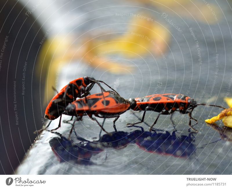 Im Rampenlicht | "...Ich will auch!!!" Umwelt Natur Tier Sonne Sonnenlicht Sommer Schönes Wetter Garten Käfer Gemeine Feuerwanze (Pyrrhocoris apterus) 3