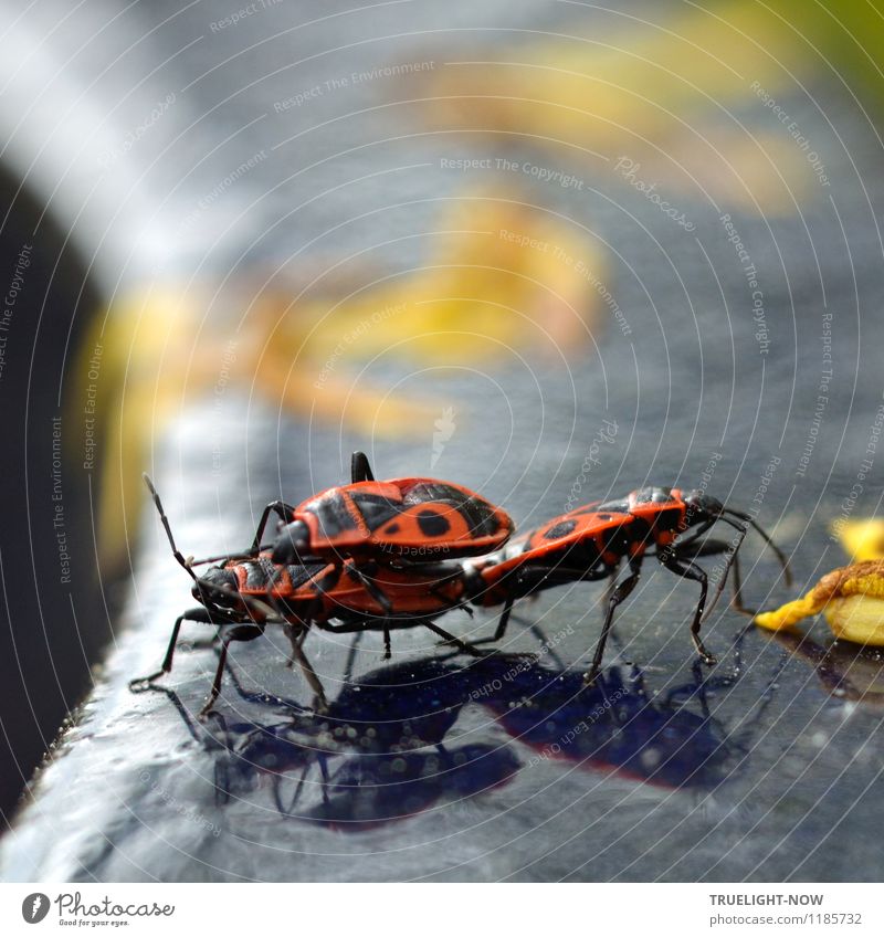 Im Rampenlicht | ...Rampensäue!? Umwelt Natur Sonne Sonnenlicht Sommer Schönes Wetter Garten Tier Käfer Gemeine Feuerwanze (Pyrrhocoris apterus) 3 Tiergruppe