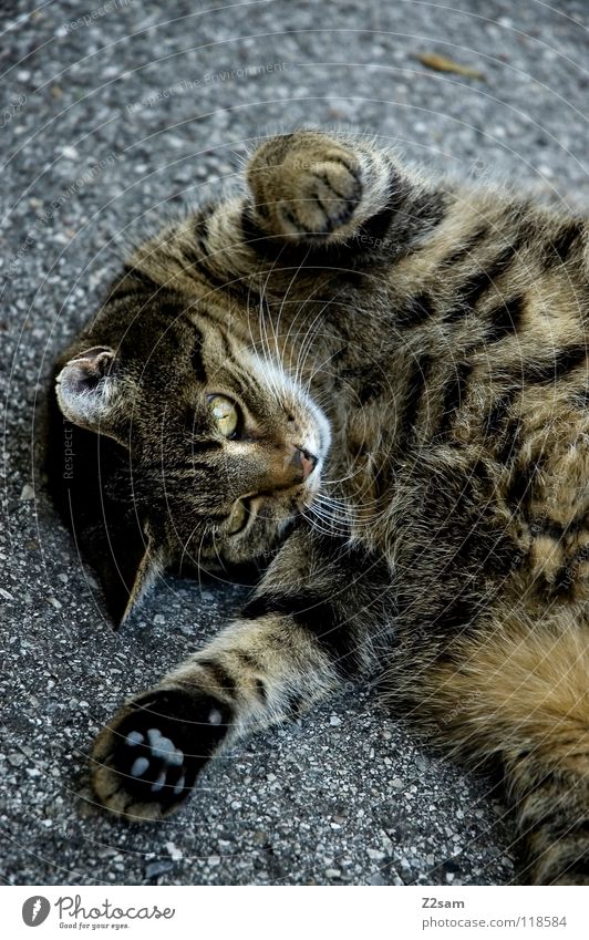 rockman stretching Dehnübung Aerobic dehnen Katze Tier Fell Muster Teer Beton süß Pfote Schwanz niedlich Haustier Häusliches Leben Bewegung Turnen animal Straße