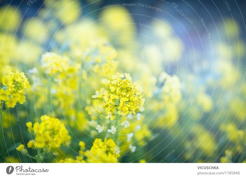 Gelbe Blumen im Garten Stil Design Sommer Natur Pflanze Frühling Herbst Blatt Blüte Park gelb Hintergrundbild abstrakt Außenaufnahme Blumenbeet schön