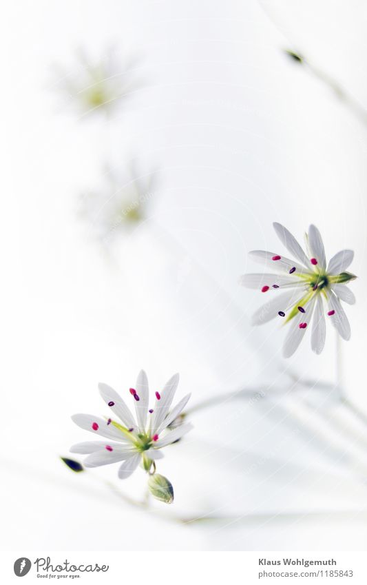 Kleine Kostbarkeit 9 Umwelt Natur Pflanze Frühling Sommer Blume Wildpflanze Wiese Blühend braun grün rot weiß filigran Farbfoto Außenaufnahme Nahaufnahme