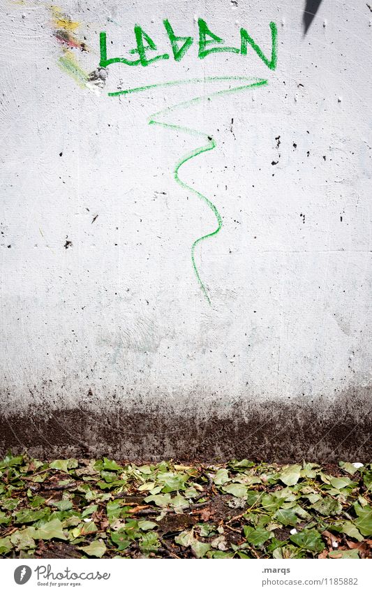 Leben Blatt Mauer Wand Schriftzeichen dreckig einfach grau grün weiß Lebenslauf Farbfoto Außenaufnahme Textfreiraum Mitte Hintergrund neutral Tag