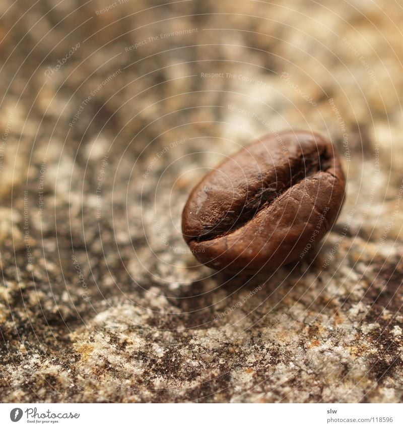 Arabica Kaffeebohnen Koffein Brasilien Milcherzeugnisse Bergkaffee Robusta Stein kaffeegenuss genießen Trinkkultur