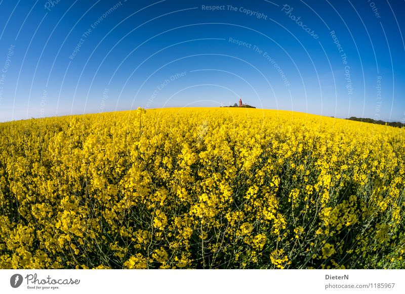 Rund Umwelt Himmel Wolkenloser Himmel Frühling Pflanze Nutzpflanze Feld Küste Leuchtturm Bauwerk Gebäude Architektur Wahrzeichen blau gelb grün Kühlungsborn