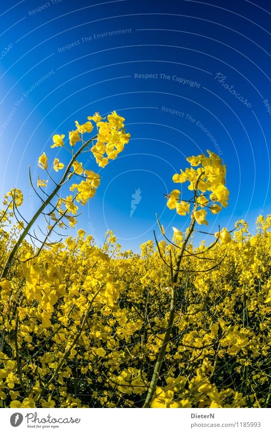 Himmelwärts Pflanze Wolkenloser Himmel Frühling Blüte Nutzpflanze Feld blau gelb grün Raps Rapsfeld Rapsblüte Rapsanbau Kontrast Farbkombination Farbfoto