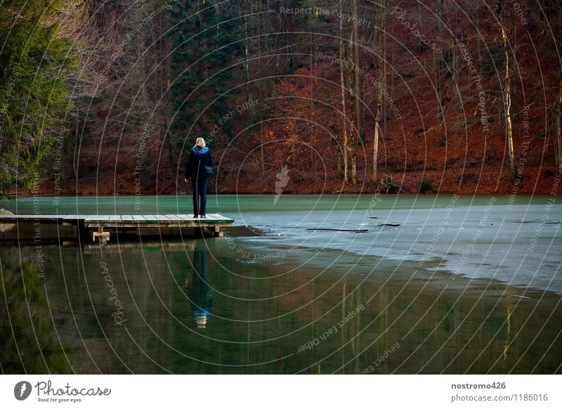 winter beim berglsteinersee in tirol Umwelt Natur Landschaft Urelemente Wasser Herbst Winter Wetter Eis Frost Pflanze Baum Sträucher Blatt Wildpflanze Wald