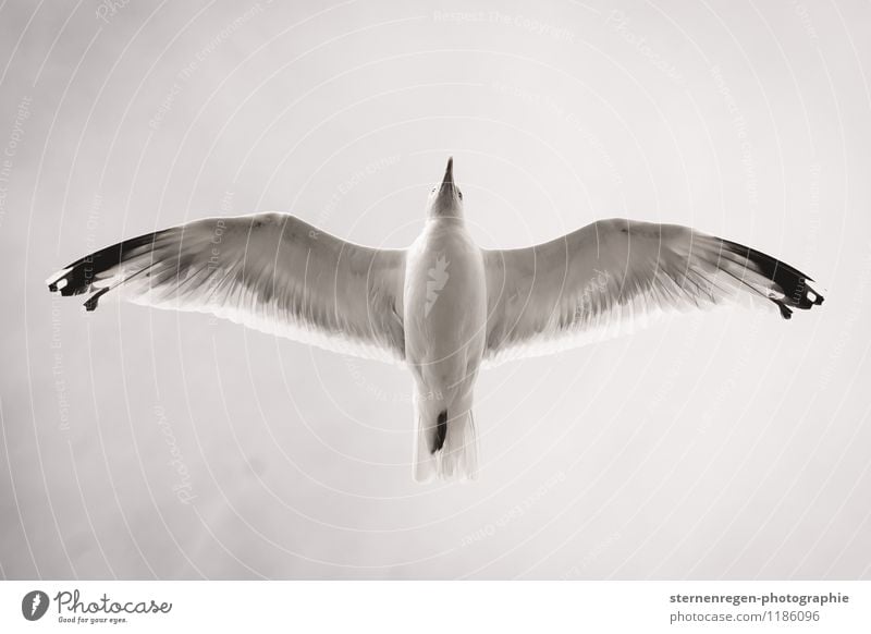 von unten Schwarzweißfoto Möwe fliegen fliegend Vogelflug Feder Flügel Himmel Froschperspektive Schnabel Tierfuß Freiheit Zukunft