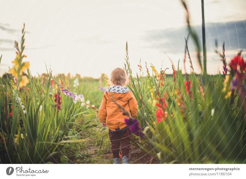 gladiolenkerl Safari Expedition Garten androgyn Kind Kleinkind Junge Kindheit 1 Mensch 0-12 Monate Baby 1-3 Jahre Natur Pflanze Frühling Sommer Blume Gras