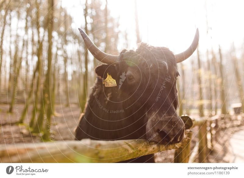 Yak mit Ohrring Nutztier Wildtier Zoo Blick Horn Zaun Tiergesicht Farbfoto Gedeckte Farben Tierporträt Blick in die Kamera