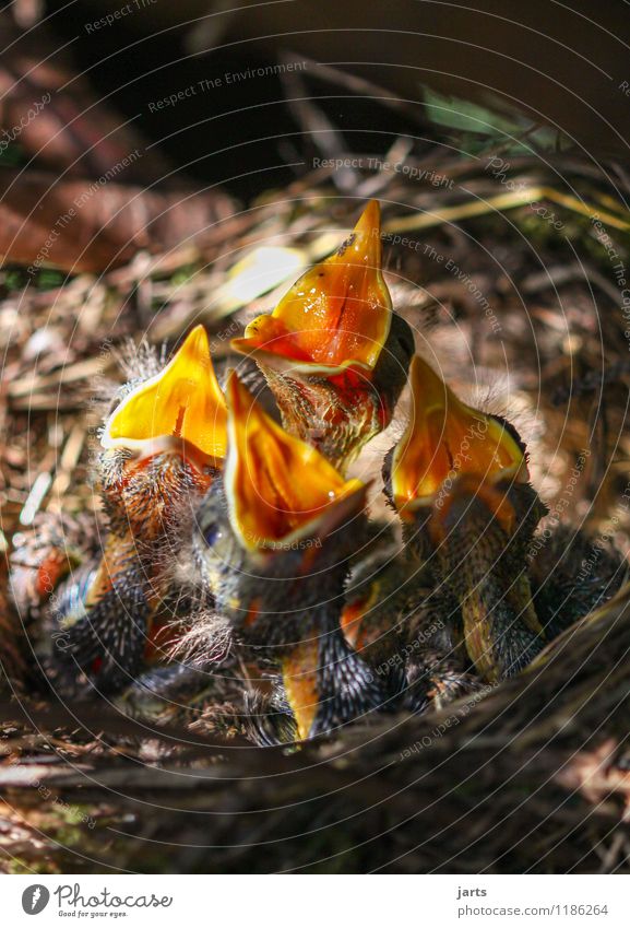 kinderchor Tier Wildtier Vogel 4 Tierjunges Tierfamilie füttern schreien Natur Appetit & Hunger singen Küken Schnabel Hals Nest Amsel Chor Farbfoto