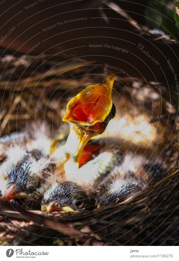 solo Pflanze Tier Frühling Schönes Wetter Wildtier Vogel 4 Tierjunges schreien Natur einzeln Amsel Küken Nest laut singen Hals Schnabel Farbfoto Außenaufnahme