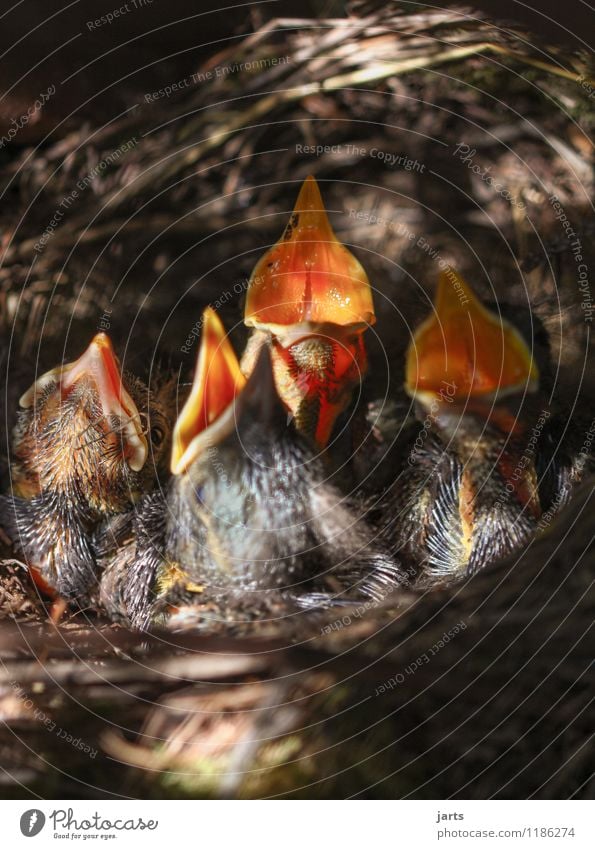 hunger Wildtier Vogel 4 Tier Tierjunges schreien Natur Küken Amsel Appetit & Hunger Schnabel Nest Familienglück Farbfoto Außenaufnahme Nahaufnahme Menschenleer