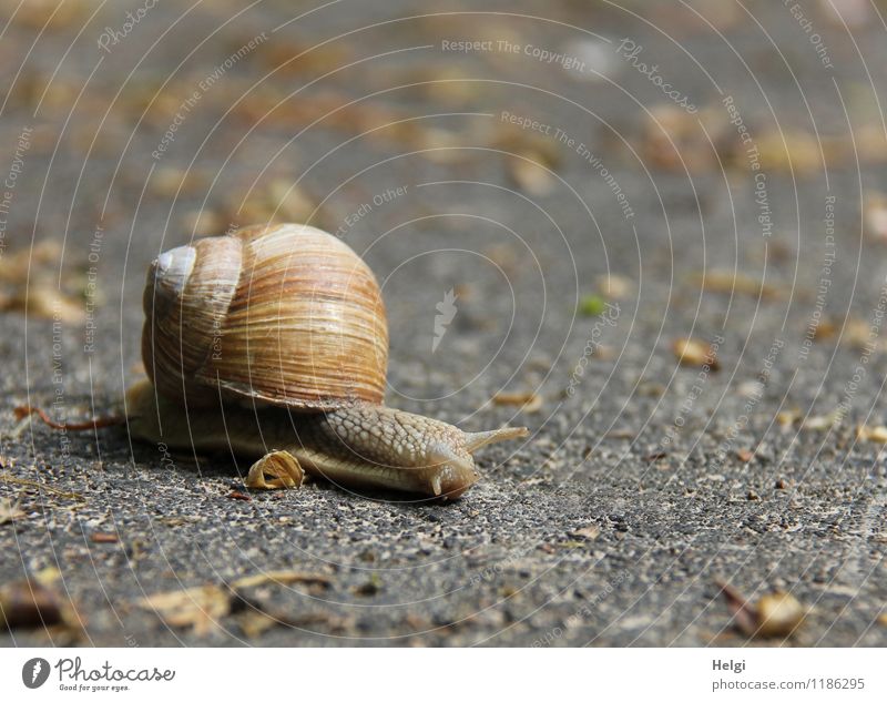 ein weiter Weg... Straße Tier Wildtier Schnecke Weinbergschnecken 1 Bewegung klein natürlich braun grau achtsam gefährlich Entschlossenheit Leben Natur Umwelt