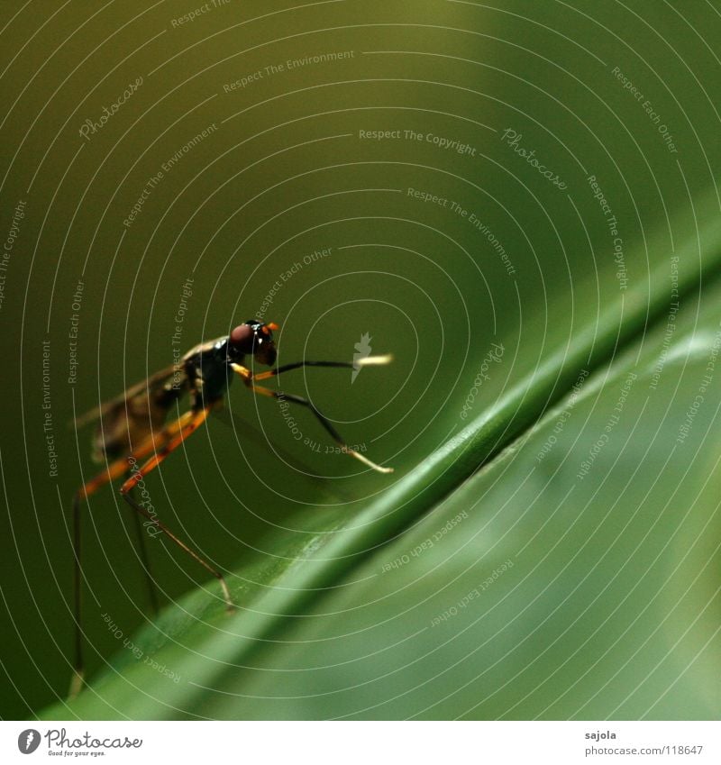 ne fliege! Urwald Tier Fliege Flügel 1 dünn Insekt Beine Auge Kopf Singapore Asien Pfote Reinigen filigran Farbfoto Außenaufnahme Nahaufnahme Makroaufnahme