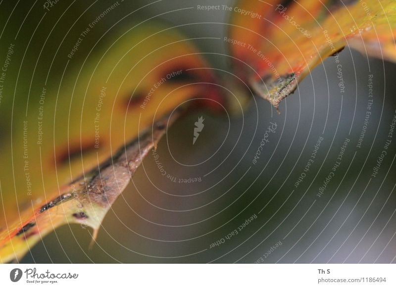 Blatt Natur Pflanze Frühling Herbst Winter verblüht ästhetisch authentisch einfach elegant natürlich Gelassenheit geduldig ruhig Farbe einzigartig harmonisch