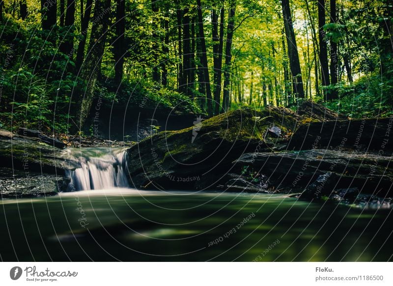 Bächlein im Park Umwelt Natur Landschaft Pflanze Urelemente Erde Wasser Baum Gras Moos Blatt Grünpflanze Wald Flussufer Bach Wasserfall nass natürlich grün