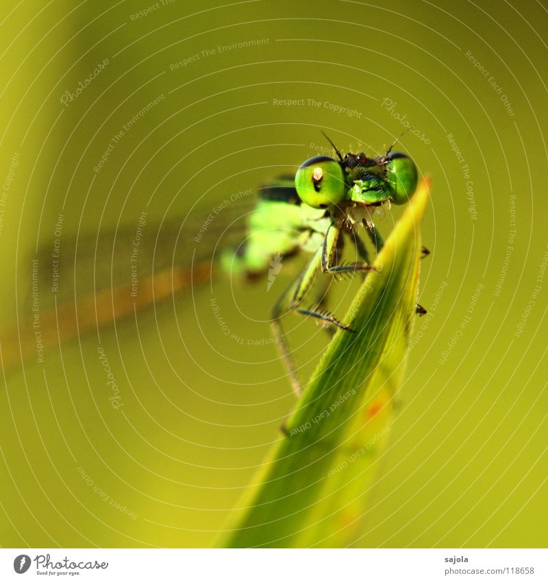 kleinlibelle Tier Wildtier Tiergesicht Flügel 1 beobachten Blick warten dünn grün Klein Libelle Facettenauge Auge Beine Pechlibellen Asien Singapore Kopf