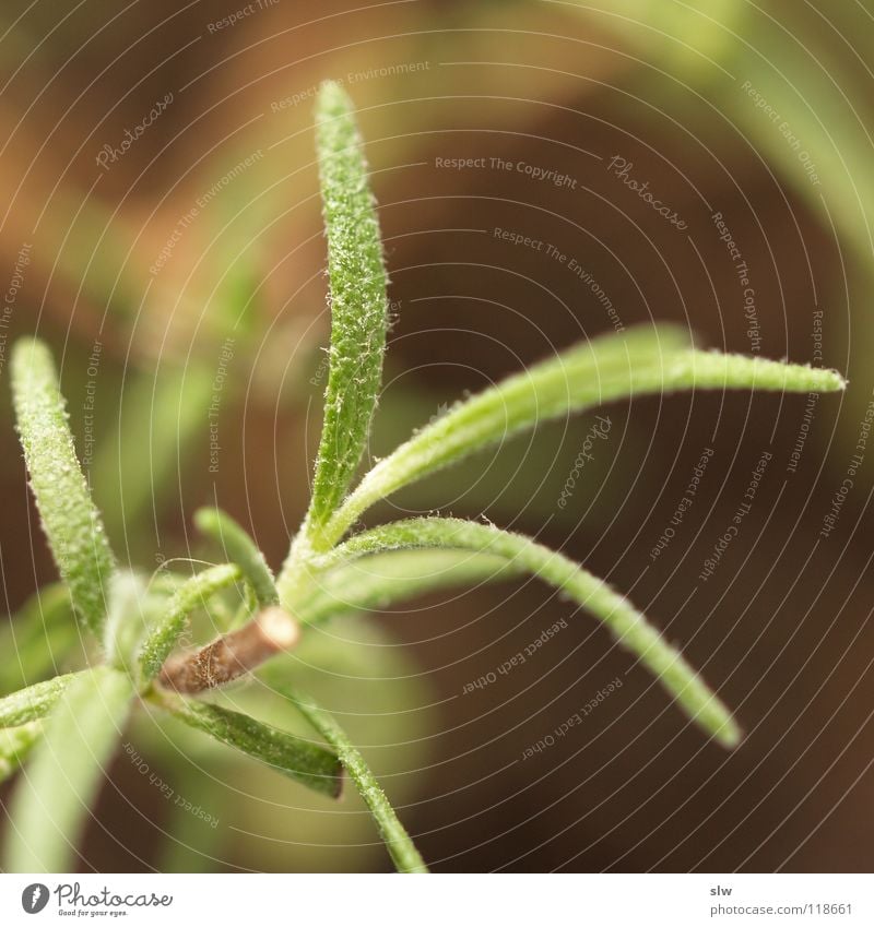 Rosmarin mediterran Kräuter & Gewürze Taubnessel Lippenblüter Küche Duftpflanze ätherisch ros marinus Rosmarinus officinalis Immergrüne Pflanzen