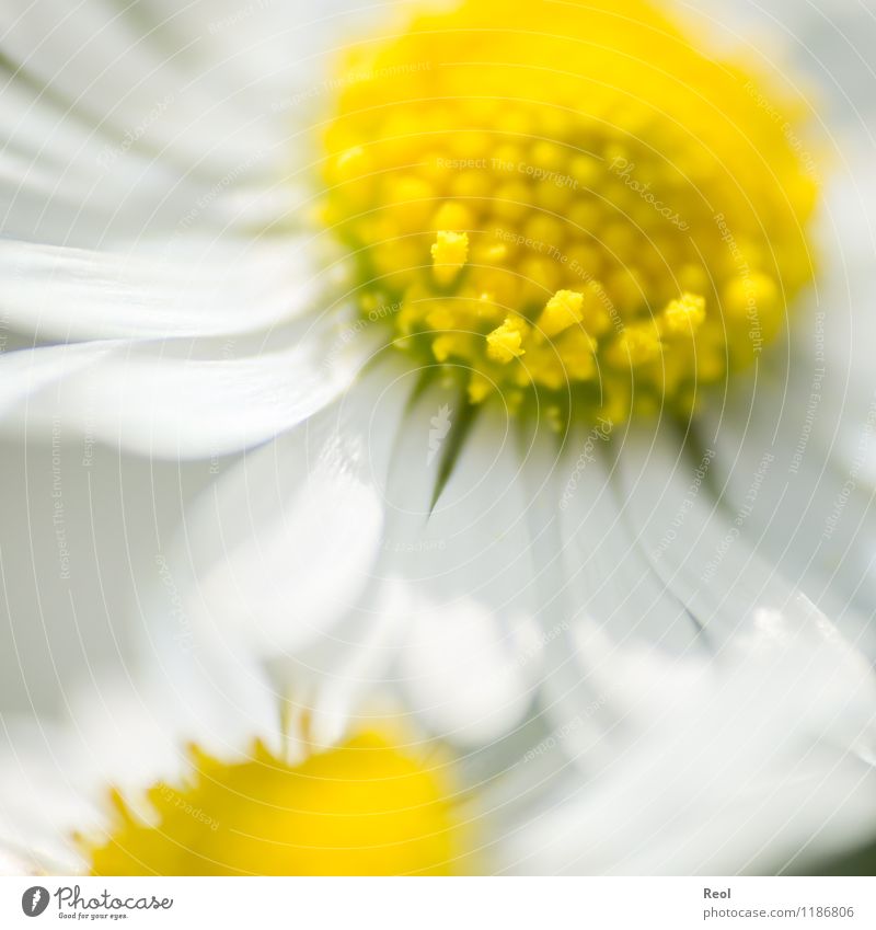 Gänseblümchen Natur Pflanze Frühling Sommer Schönes Wetter Blume Wildpflanze Wiese gelb weiß Lebensfreude Frühlingsgefühle Blütenblatt Makroaufnahme