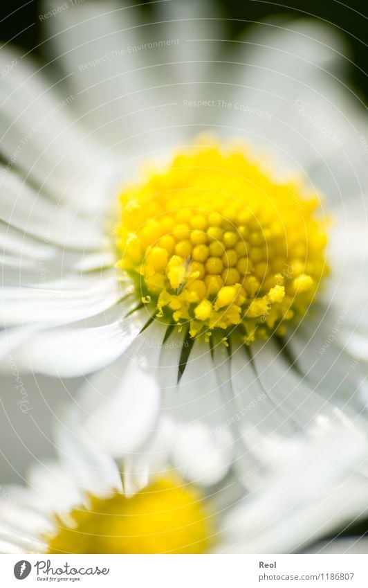 Gänseblümchen II Natur Pflanze Frühling Sommer Wiese Wachstum gelb weiß Frühlingsgefühle Blume Blütenblatt Blühend Wildpflanze Blumenwiese Lebensfreude