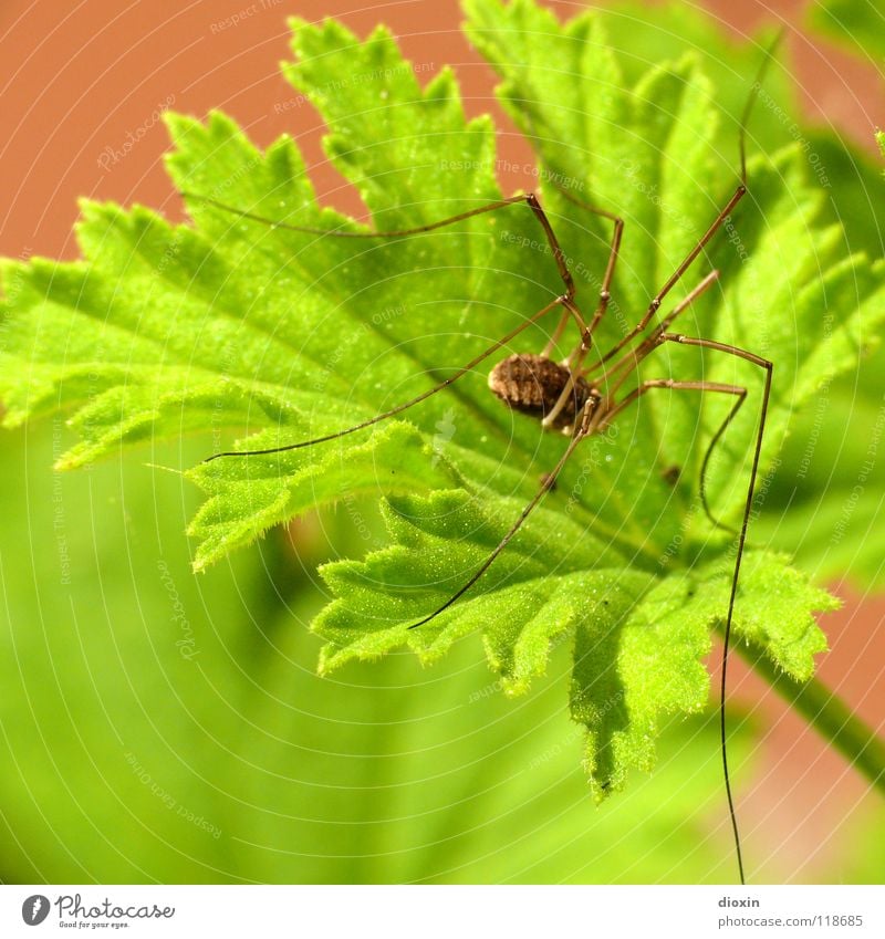 Opilio Farbfoto Außenaufnahme Makroaufnahme Textfreiraum unten Unschärfe Schwache Tiefenschärfe Tierporträt Umwelt Natur Pflanze Grünpflanze Garten Park Wiese