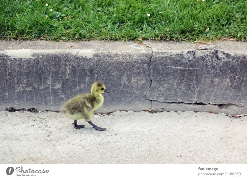 chick walk Tier Vogel gehen stolzieren Küken Gans Laufsteg gelb braun grau grün Jardin d'Acclimatation Garten Park Wege & Pfade Bordsteinkante Laufsport Wand