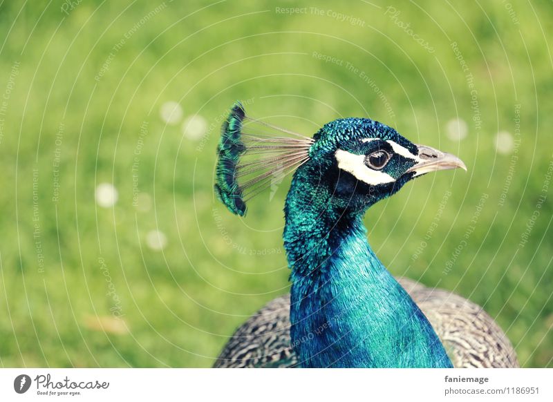 le plus beau du quartier Natur Park Wiese Tier Vogel blau grau grün weiß Pfau eitel hellgrün Metallfeder Kopfschmuck Feder türkis Stolz stolzieren Blauton