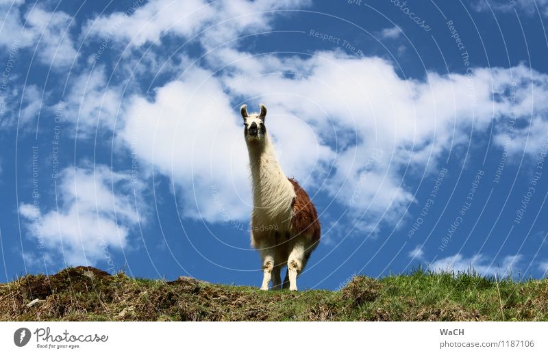 Ach guck mal ... (2) Natur Tier Wiese Feld Hügel Haustier Nutztier Zoo Streichelzoo 1 Blick Neugier Interesse Alpaka Tragtier Farbfoto Außenaufnahme Tag