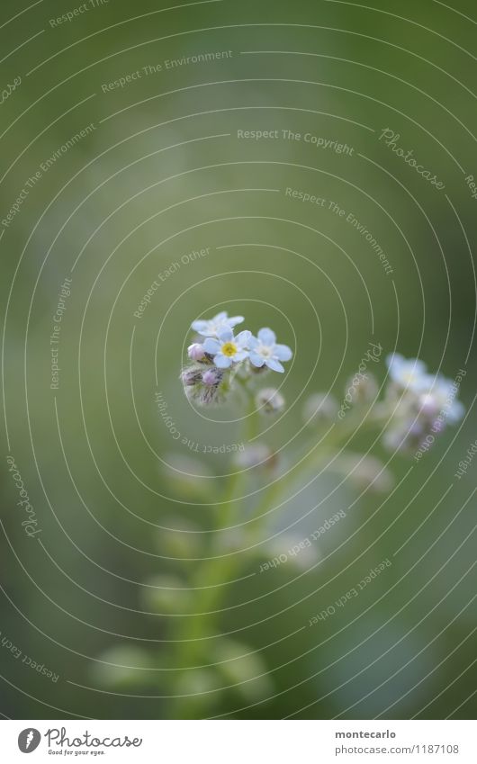 kleinfein Umwelt Natur Pflanze Frühling Sommer Blume Blatt Blüte Grünpflanze Wildpflanze dünn authentisch einfach Freundlichkeit frisch nah natürlich wild weich