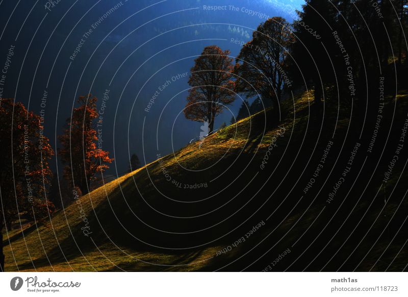 Druiden Hain Wald Baum Wiese Sonnenuntergang grün Herbst hellgrün braun Ocker Feld Hügel Wölbung Licht Blatt Berge u. Gebirge blau herbstlich orange Schatten