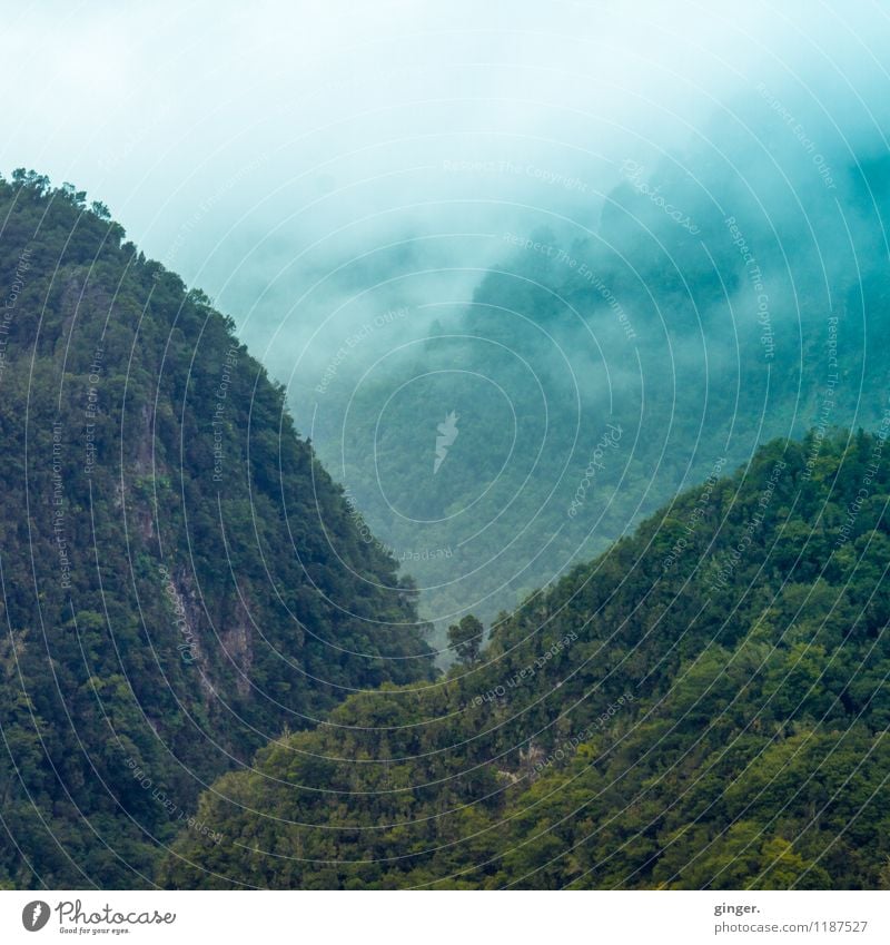 La Palma - Cloud Nine Umwelt Natur Landschaft Himmel Frühling Klima Wetter Nebel Baum Wald Felsen Berge u. Gebirge Gipfel Schlucht Blick grün Farbnuancen steil