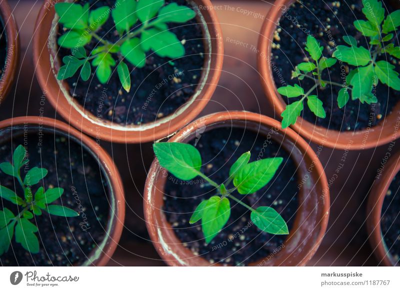 tomaten aufzucht urban gardening Lebensmittel Gemüse Salat Salatbeilage Frucht Tomate züchten ziehen Blüte Topfpflanze selbstversorgung Stadtleben Lifestyle