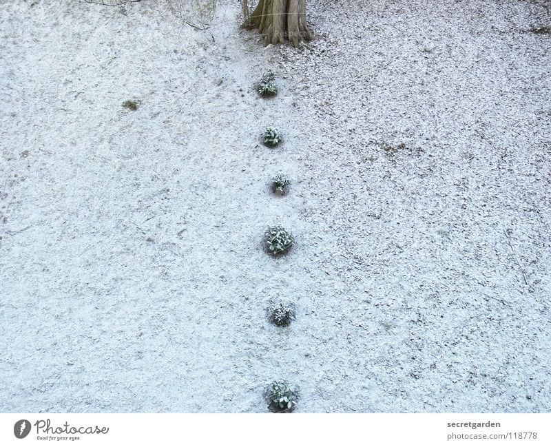 gartenarchitektur Kirsche Baum Winter Raum klein Beginn Lücke Genauigkeit trist Trauer Park Gras grün weiß braun verlieren Teilung Mitte Gärtner Langeweile