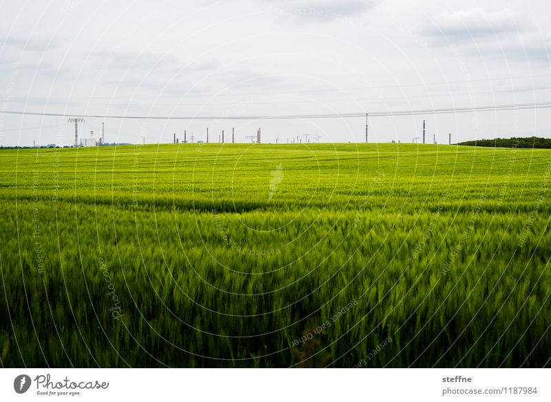 Natur und Technik Skyline Arbeit & Erwerbstätigkeit Schwedt Uckermark Raffinerie Schornstein Industrie Chemieindustrie Feld Getreidefeld Frühling Farbfoto