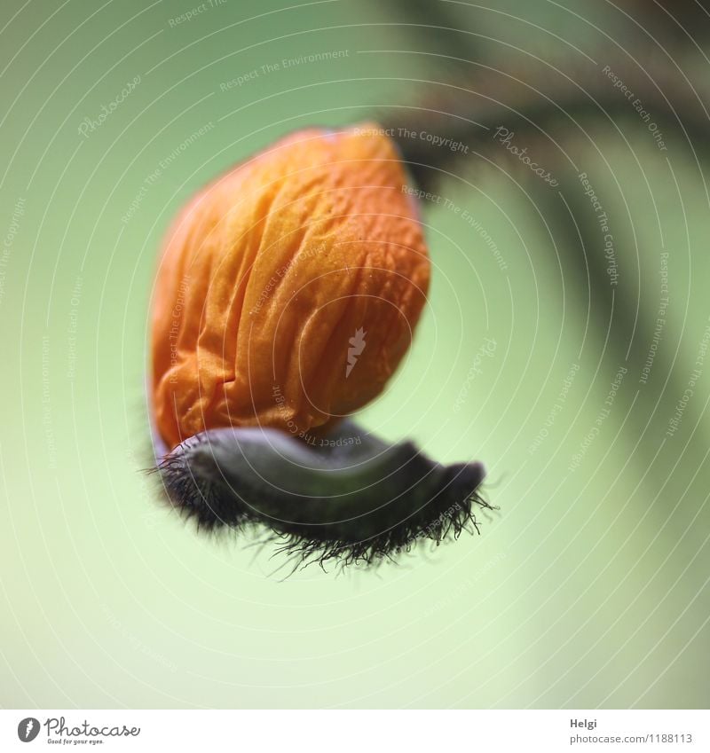 Neueröffnung... Umwelt Natur Pflanze Frühling Blume Blatt Mohn Mohnblüte Blütenknospen Garten Blühend festhalten hängen authentisch außergewöhnlich frisch