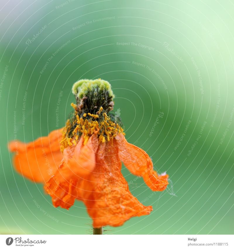 welkende Schönheit... Umwelt Natur Pflanze Frühling Blume Blüte Mohn Islandmohn Garten alt Blühend hängen verblüht dehydrieren authentisch außergewöhnlich