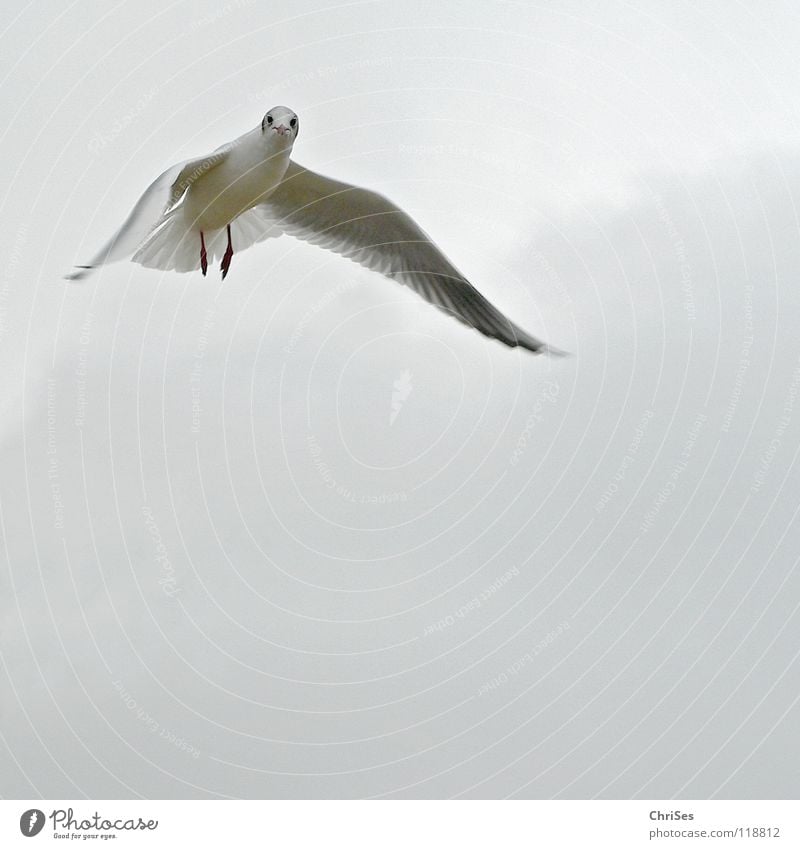 Trauerflieger : Silberkopfmöwe ( Larus novaehollandia ) Möwe Vogel Tier weiß grau schwarz Wolken Federvieh See Meer Cuxhaven Herbst Himmel Silver Gull