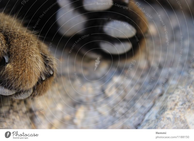 Katzen-Tatzen II Tier Haustier 1 Erholung genießen liegen schlafen Katzenpfote Pfote Hauskatze Farbfoto Nahaufnahme Detailaufnahme Makroaufnahme