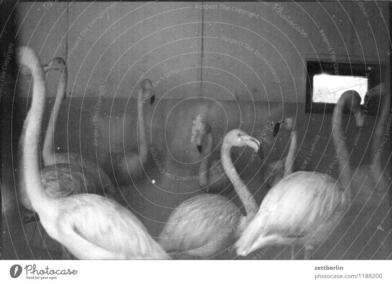 Flamingos, 1984 Vogel exotisch Zoo Gehege Justizvollzugsanstalt gefangen Wintergarten winterfest Stadtteil Vogelkäfig Textfreiraum Schwarzweißfoto trist