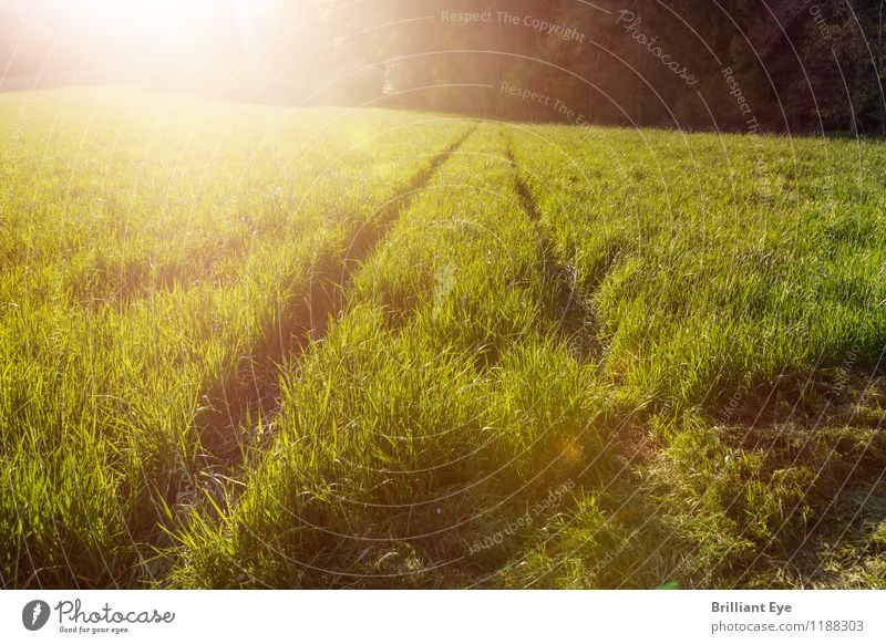 Hohes Gras im Sonnenlicht Ferien & Urlaub & Reisen Tourismus Ausflug Abenteuer Ferne Freiheit Sommer Umwelt Natur Pflanze Schönes Wetter Wärme Grünpflanze Wiese