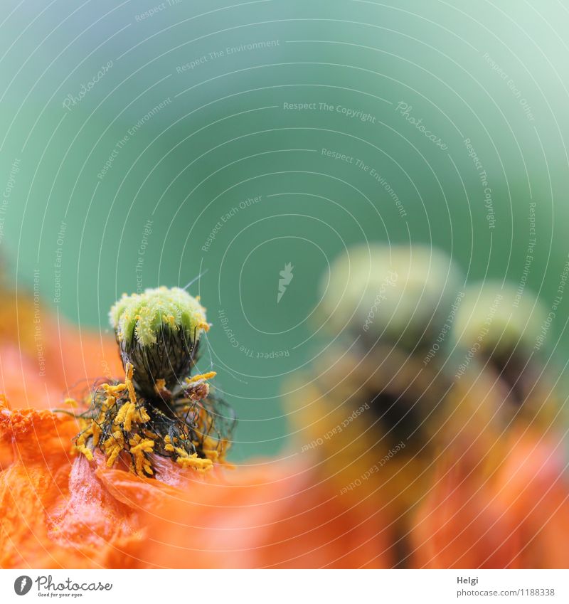 verblüht... Umwelt Natur Pflanze Frühling Blume Blüte Islandmohn Mohn Mohnkapsel Blütenblatt Garten dehydrieren Wachstum authentisch außergewöhnlich einzigartig