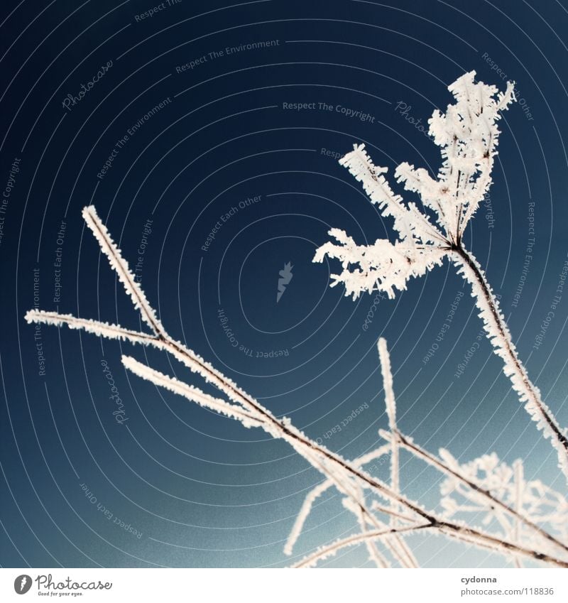 EISBLUME Winter kalt Einsamkeit ruhig gefroren Stimmung weiß Sehnsucht Erscheinung Unschärfe Tiefenschärfe Pflanze trocken Eisblumen Leben zugeschneit