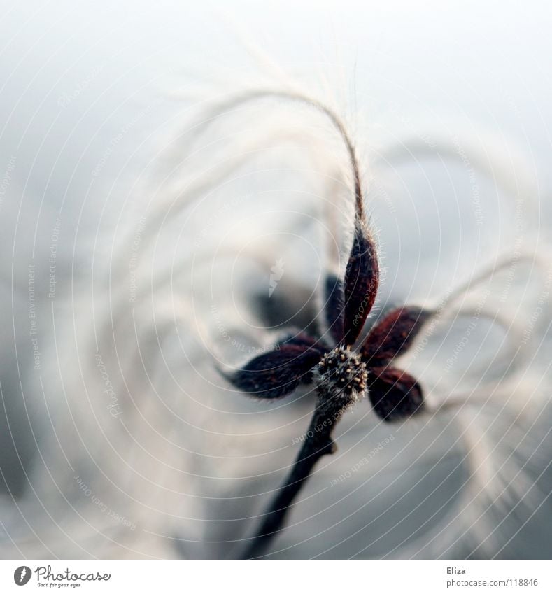 Wuschligweich Blume Blüte Frühling Winter kalt Nacht schön sanft zart Pflanze Makroaufnahme Himmel dunkel Fussel weiß Spielen Flaum Daunen Natur leicht violett