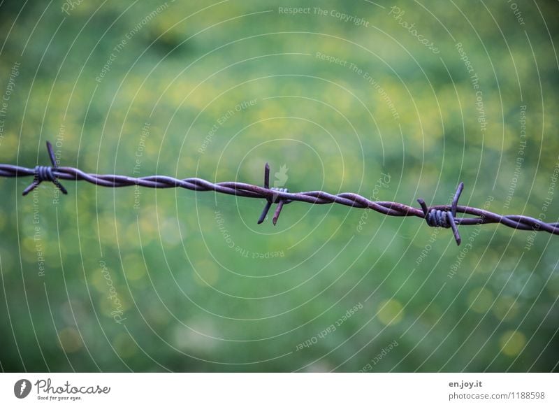 unerwünscht Freiheit Sommer Garten Frühling Gras Blumenwiese Wiese Metall Aggression bedrohlich stachelig grün Sicherheit Hoffnung Glaube Traurigkeit Sorge